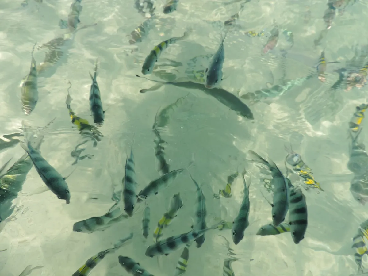 Top 10 Snorkeling Spots in Thailand Only Accessible by Boat